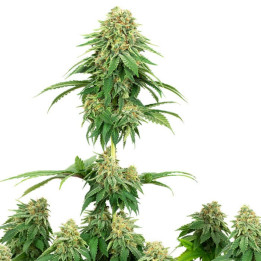 Girl Scout Cookies
