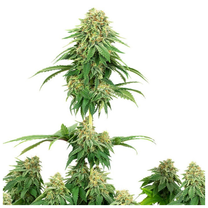 Girl Scout Cookies