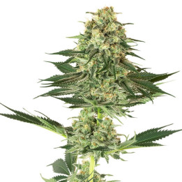 Banana Kush