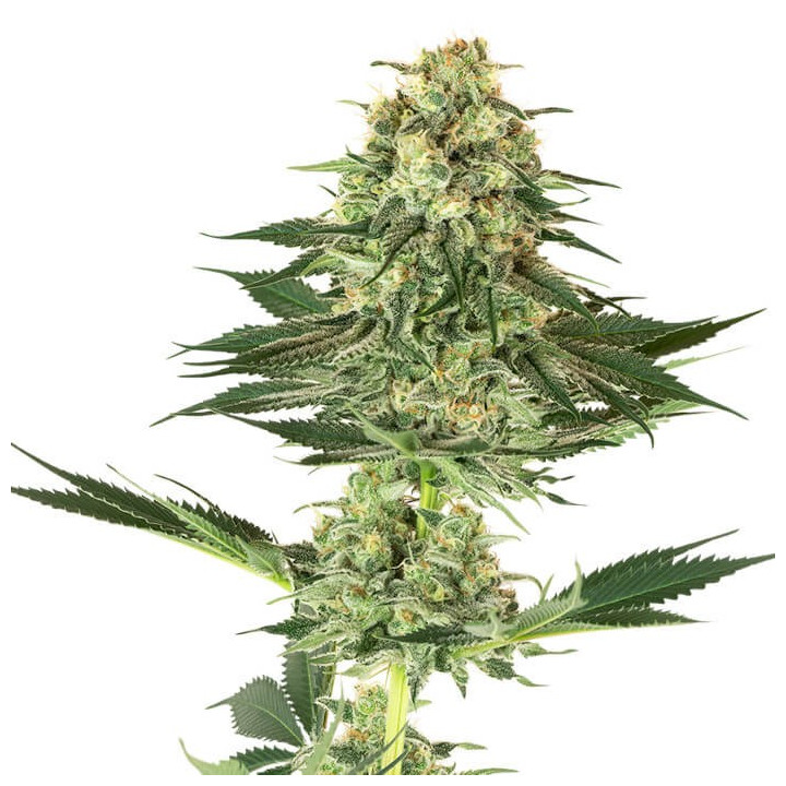 Banana Kush