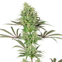 Double Banana Kush