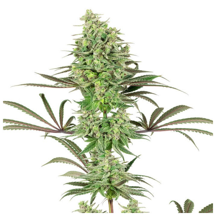Double Banana Kush