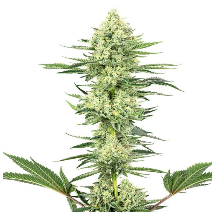 White Gorilla Haze