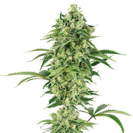 Nicole Hindu Kush