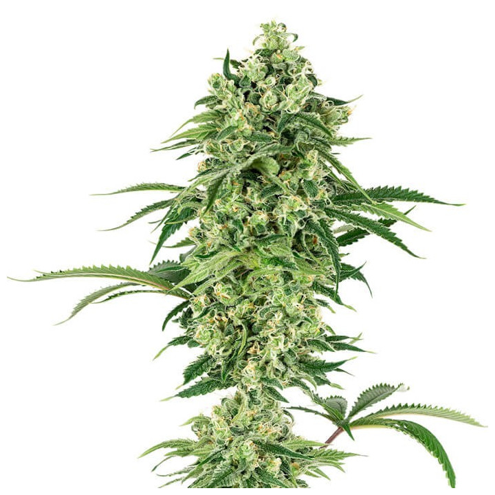 Nicole Hindu Kush