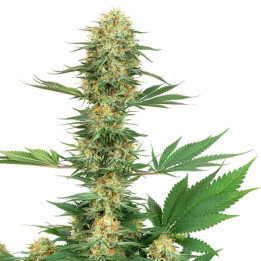 Gelato #420