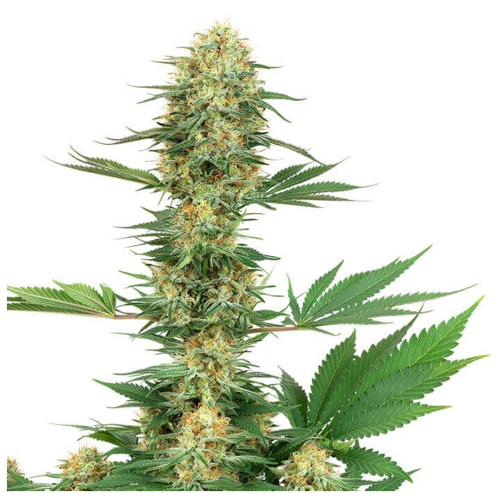Gelato #420