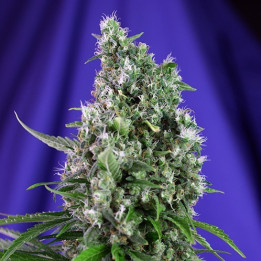 Sweet Trainwreck Auto (Sweet Seeds)