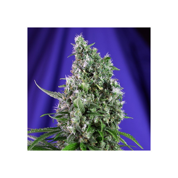 Sweet Trainwreck Auto (Sweet Seeds)