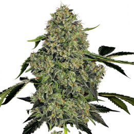 Og Kush Automatic