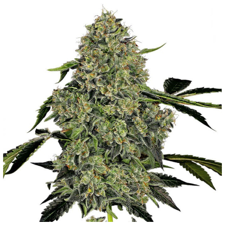 Og Kush Automatic