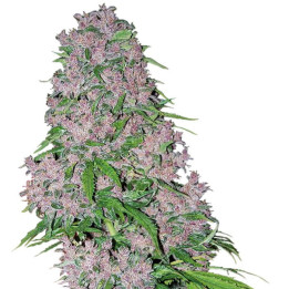 Purple Bud