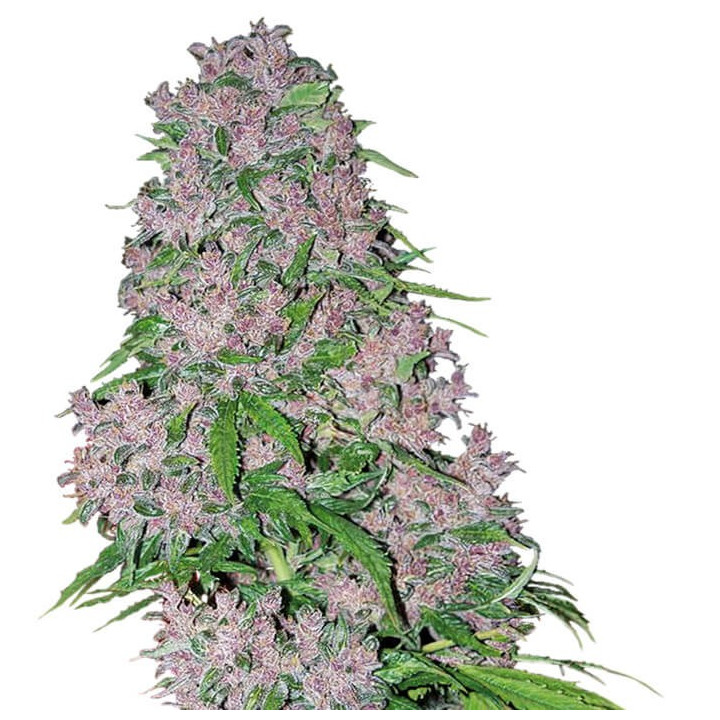 Purple Bud