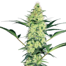White Diesel