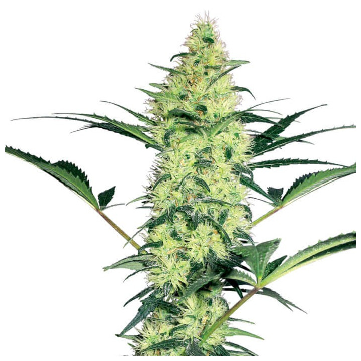 White Diesel