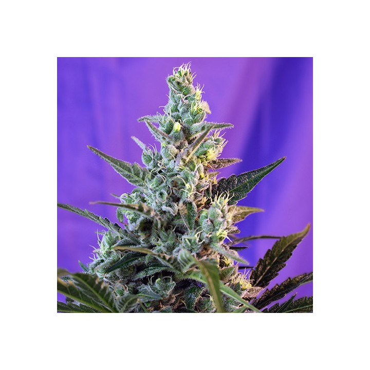 Sweet Skunk Auto (Sweet Seeds)
