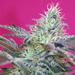 Sweet Cheese Auto (Sweet Seeds)