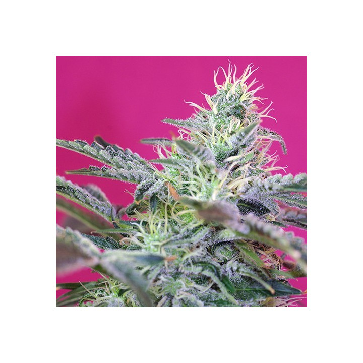 Sweet Cheese Auto (Sweet Seeds)