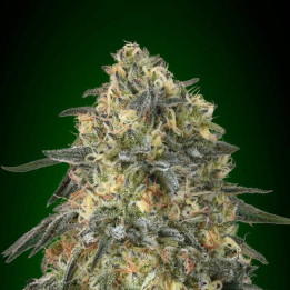 Gorilla (00 Seeds)