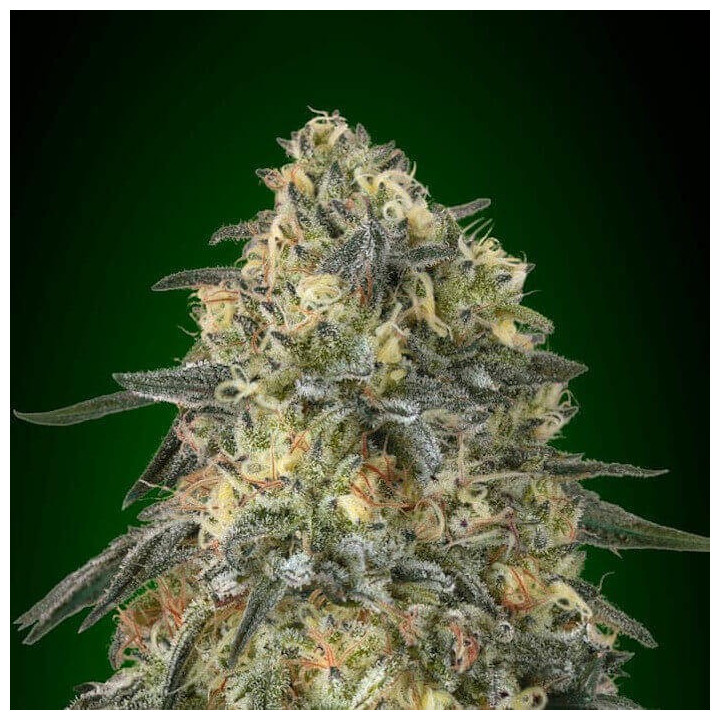 Gorilla (00 Seeds)