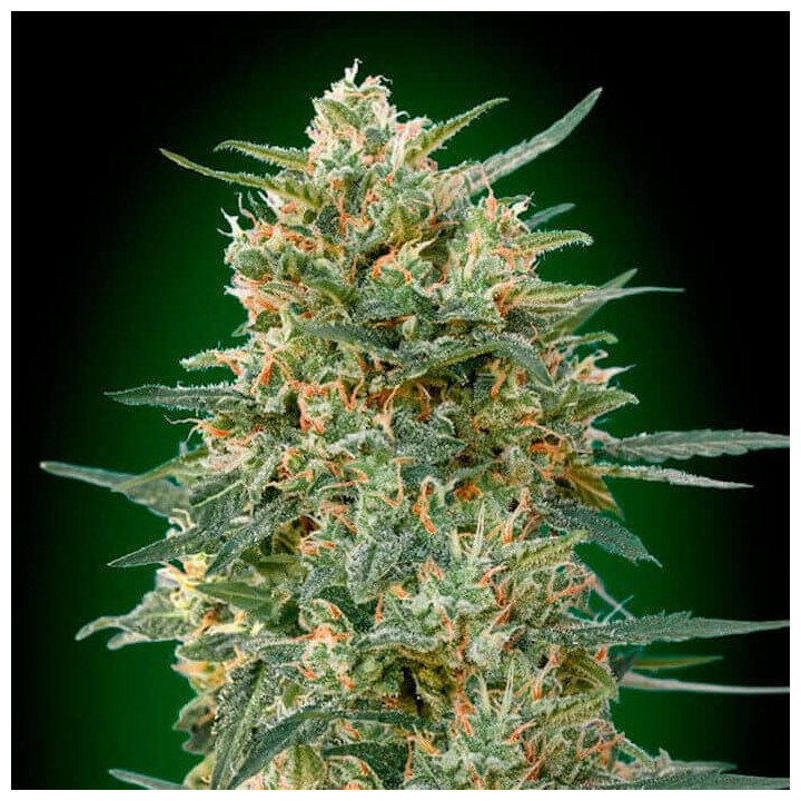 Gorilla Fast (00 Seeds)