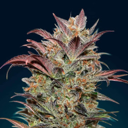 Auto Chocolate Cream
