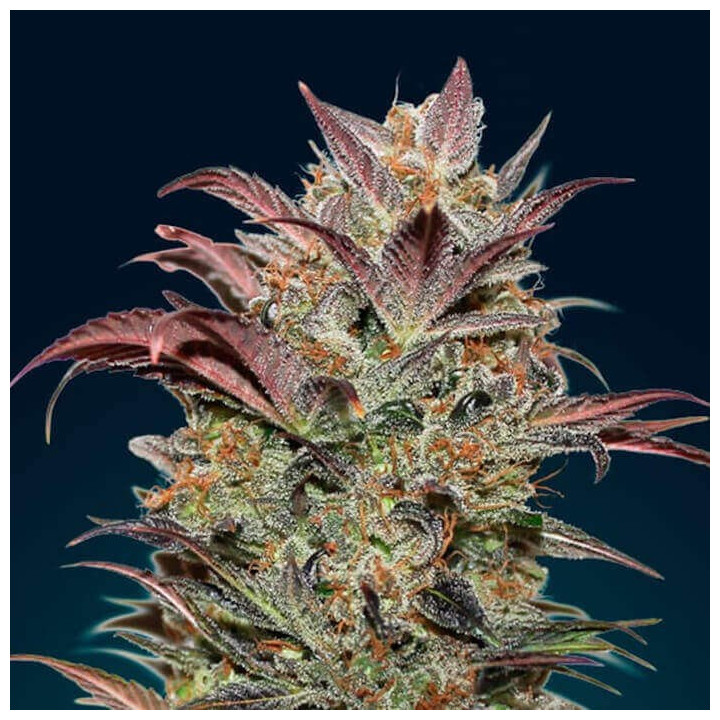 Auto Chocolate Cream