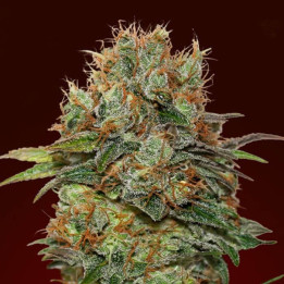Auto Chocolate Kush