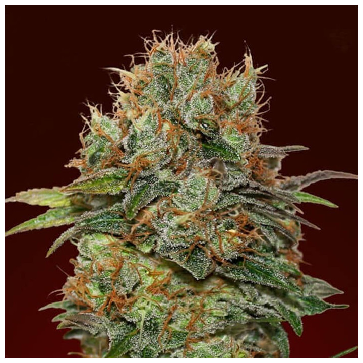 Auto Chocolate Kush