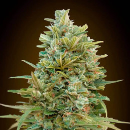 Auto DO si Dos Cookies