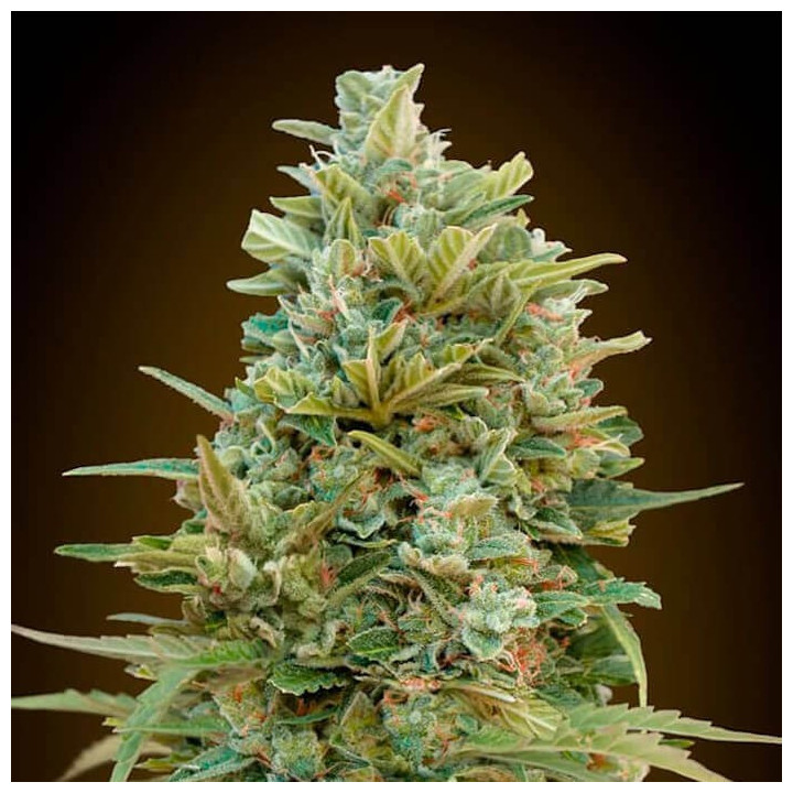 Auto DO si Dos Cookies