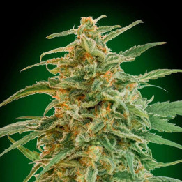 Auto Gorilla