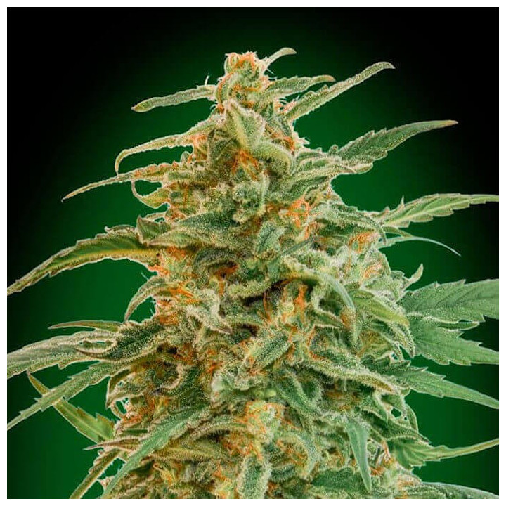 Auto Gorilla