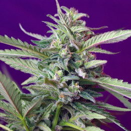 S.A.D. Auto (Sweet Seeds)