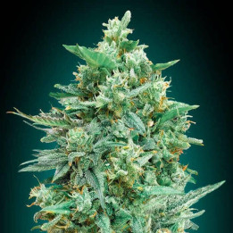 Auto Northern Lights XXL