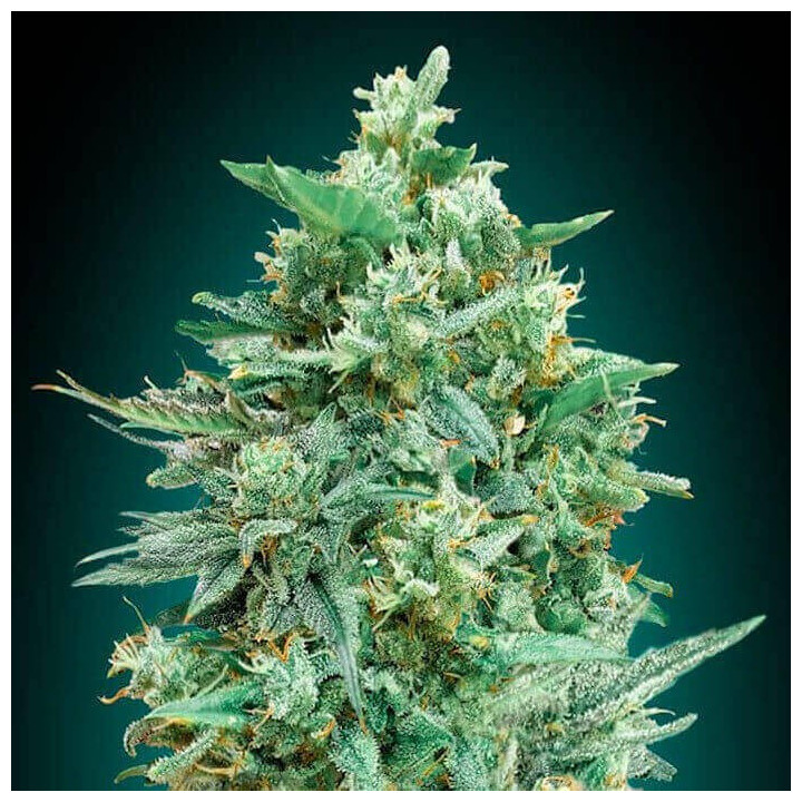 Auto Northern Lights XXL