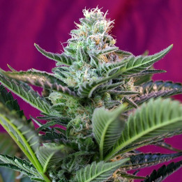 Moham Ram Auto (Sweet Seeds)