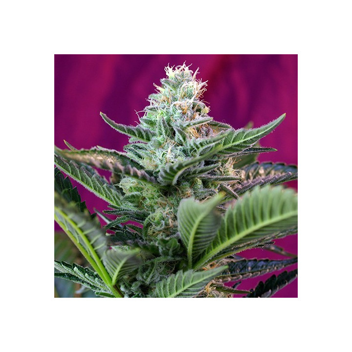 Moham Ram Auto (Sweet Seeds)