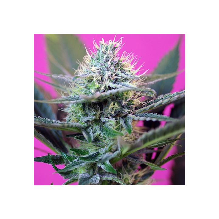 + Speed  Auto (Sweet Seeds)