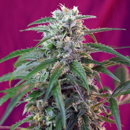 Green Poison Auto (Sweet Seeds)