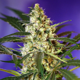 Fast Bud 2 Auto (Sweet Seeds)