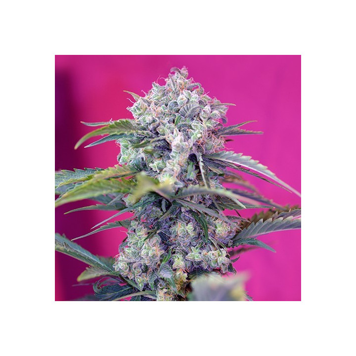 Cream Mandarine Auto (Sweet Seeds)