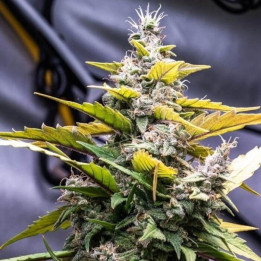 C5 Haze x Kali China Feminizada (Ace Seeds)