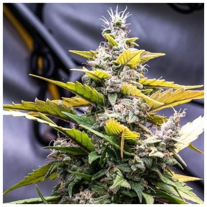 C5 Haze x Kali China Feminizada (Ace Seeds)