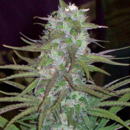 Green Mountain Grape Regular | Ace Seeds | Semillas de CALIDAD