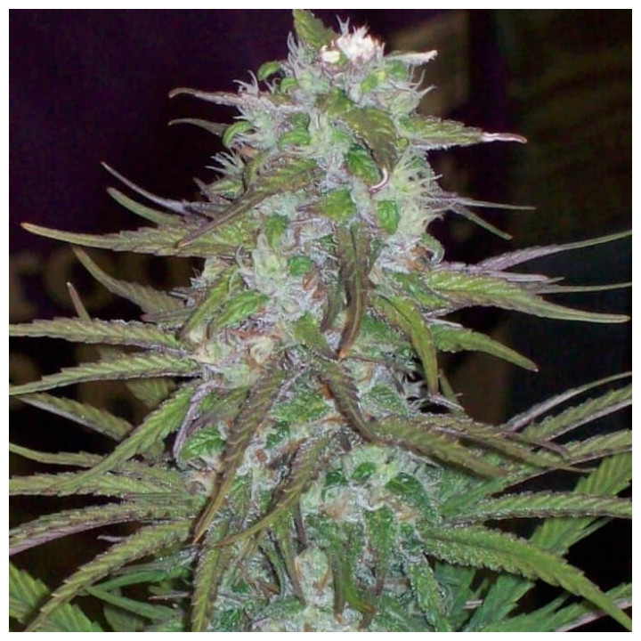 Green Mountain Grape Regular | Ace Seeds | Semillas de CALIDAD