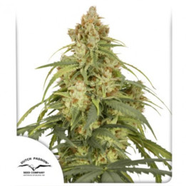 Auto CBD Victory | Dutch Passion | Diosa Planta