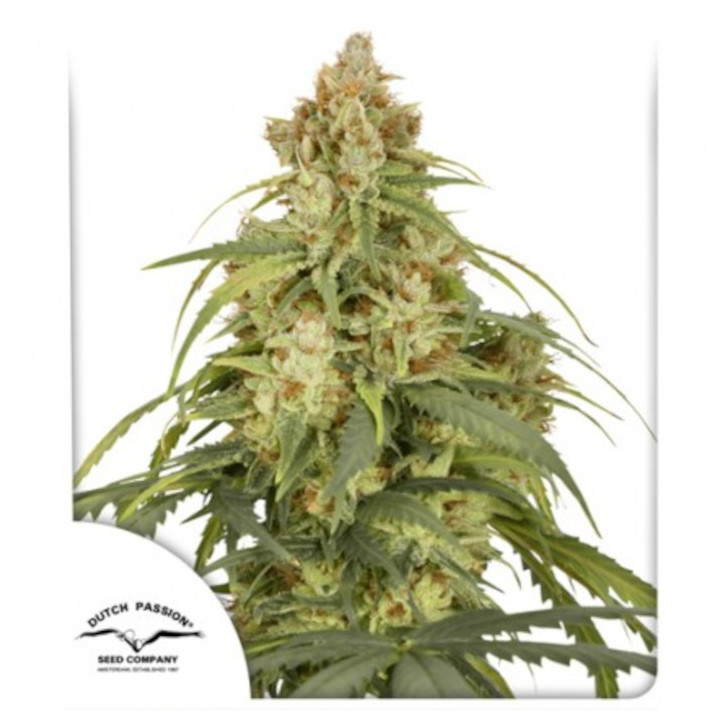 Auto CBD Victory | Dutch Passion | Diosa Planta