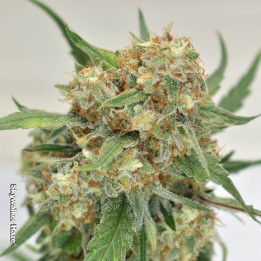 Skywalker Haze | Dutch Passion | Diosa Planta