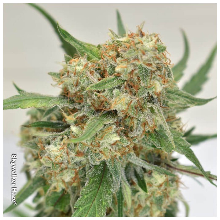 Skywalker Haze | Dutch Passion | Diosa Planta